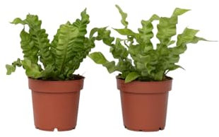 Plant in a Box - Asplenium nidus 'Vague croustillante' - Plantes d'intérieur purificatrices d'air - Pot 12cm - Hauteur 25-40cm