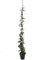 Planta TREPADORA Natural Bignonia JASMINOIDES M20 180CM para Exterior Flores Rosas Y Blancas