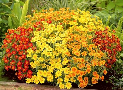 Seeds4planting - Seeds4planting - Marigolds Mexican Mix Tagetes Annual Flowers Non GMO