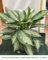 Aglaonema Silberbay Vase 17 cm Zimmerpflanze reinigt die Luft