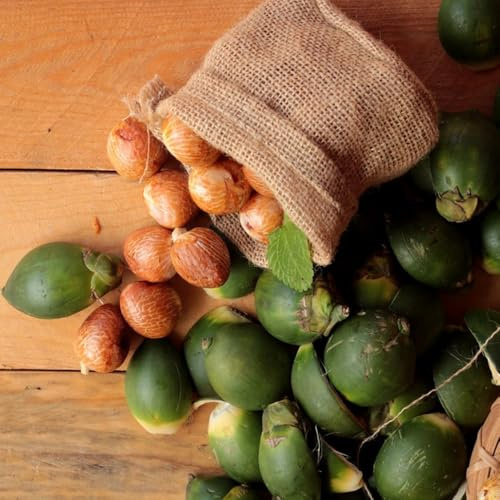 Semi di palma di betel - semi di per il giardino Palma di noce di betel, Areca catechu, frutteto esotici semi di balcone 12pcs