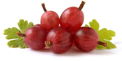 Gooseberry Fruit Plants, 1 x Full Plant in a 3 Litre Pot, Garden Ready and Ready to Plant, Premium Quality Fruit