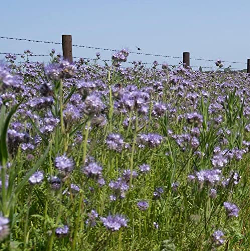 Phacelia Seed 200g Green Manure (Maintains and Hold Nitrogen) SLMH