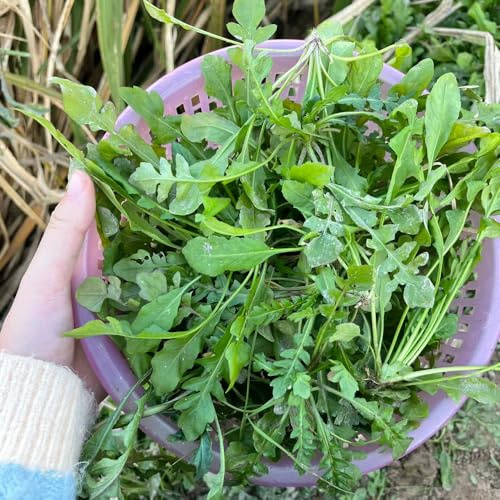 semillas de rúcula perenne - jardin balcón reales interior cobertura del suelo 300pcs
