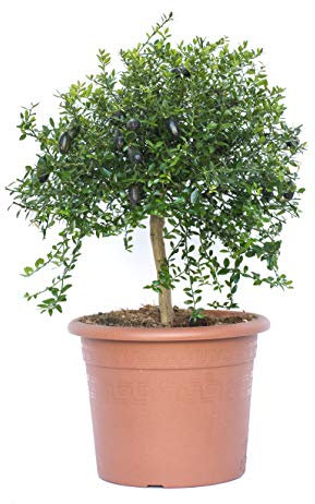 Vannucci Piante - Microcitrus australasica, Citrus australasica, Caviale di limone, Citro miniatura, Agrumi, Pianta vera, Pianta da da terrazzo, Albero da frutto, Mediterranea