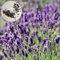 Benoon Semillas De Lavanda, 200Pcs / Bolsa Semillas De Lavanda No Gmo Fácil De Plantar Semillas De Flores De Plantas Aromáticas Azules Para Jardín Semillas de lavanda