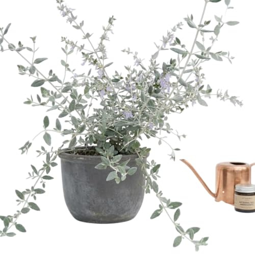 Arbusto Ornamental de Teucrium para Terraza, Patio o Balcón Soleado con Bajo Mantenimiento | Planta Natural Exterior DECOALIVE