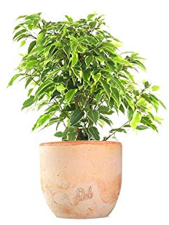 Ficus Benjamin pianta vera, ficus albero vero | con Vaso artigianale FLOB Ø 12| Altezza 30-35 cm | piante da interno| Flob flower Terracotta