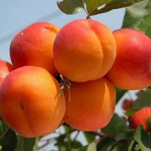 Albicocco 'Tyrinthos' (Prunus armeniaca) – Pianta da Frutto H ca. 150 cm in Vaso – Frutti Grandi, Maturazione Fine Maggio, Autofertile – FOTO REALI