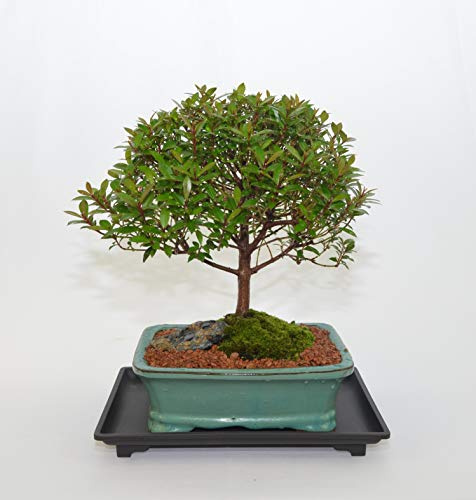 Indoor Bonsai, Dwarf Cherry, 15 Years Old, Flowers, Broom Style.