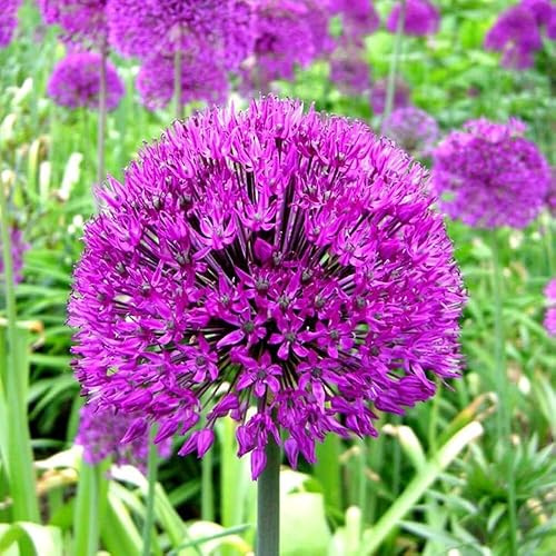 Bulbi di piante a fioritura primaverile di aglio olandese Allium Purple Sensation