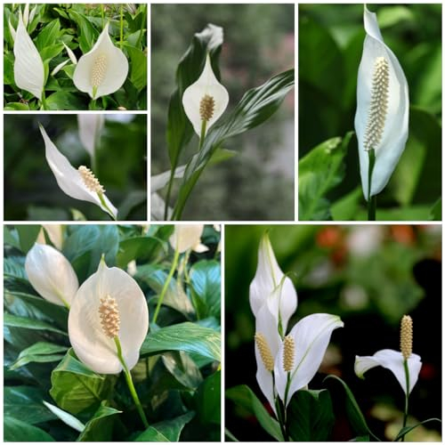 100 pcs einblatt zimmerpflanze samen, blumenbeet, steingartenpflanzen winterhart einblatt spathiphyllum schnittblumen, exotische pflanzen wildblumensamen, balkon balkonblumen, pflanzen