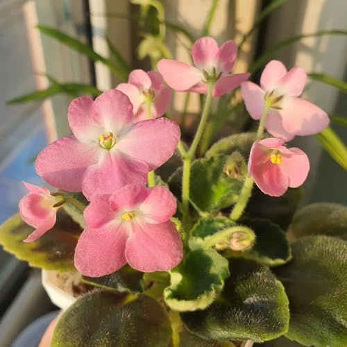 semi di violetta africana - d'appartamento esotiche semi di biologici rare perenni resistenti e perenni da balcone autunnali resistenti 60pcs