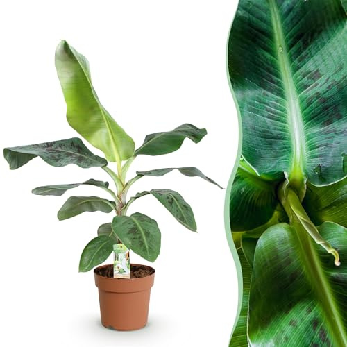 Musa acuminata Dwarf Cavendish - Pianta di banano - A bassa manutenzione - Verde - 70-75cm - Ø21cm - Pianta d'appartamento - Sempreverde