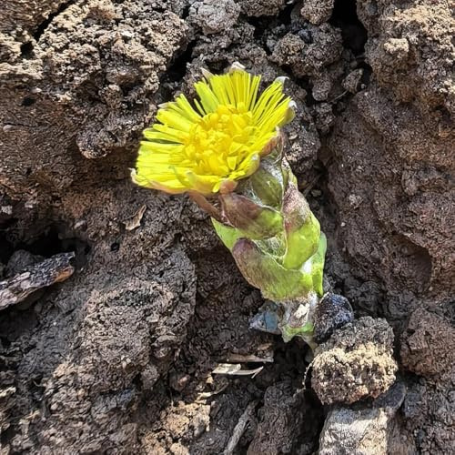 farfara, decorazioni giardino per esterni biologiche per la copertura del terreno resistenti esterno in vaso la con giardino di 200semi