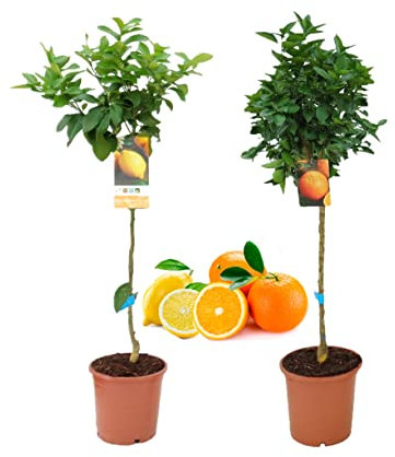 Pack Limonero - Naranjo - Pomelo - Mandarino Planta Natural - (Altura 110 Cm) Maceta 22 cm (Pack Limonero + Naranjo)