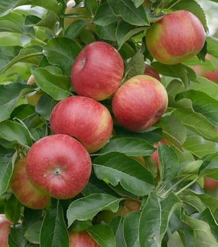 Säulenapfel `Sonate ®´, kübelgeeignet, Säulenobst, 30-60 im 5-Liter Topf