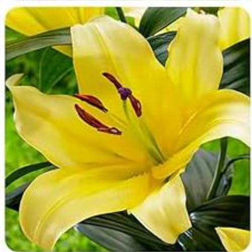 Lilium martagon zwiebeln,Winterharte,Lilien im topf,lilie riesen,lilien deko,lilien zwiebeln forever susan,lilie,duft lilien,lilien knollen,lilien zwiebeln winterhart mehrjährig.-2 zwiebeln-B