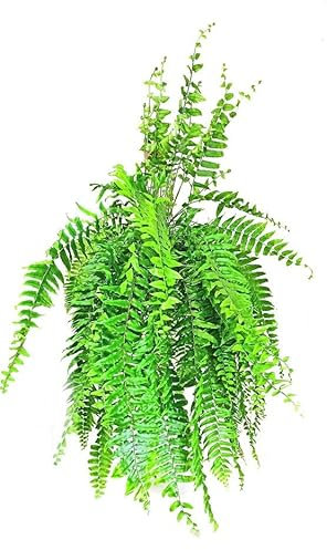 Garden Center Shop | Helecho Macho Natural (Dryopteris filix-mas) M22 Altura Aprox. 40-60 cm | Planta de Interior Purificadora | Frondosa, Decorativa y Fácil de Cuidar