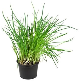 Planta de Cebollino o Ajo Morisco Natural - Hierba de Exterior - Uso Culinario