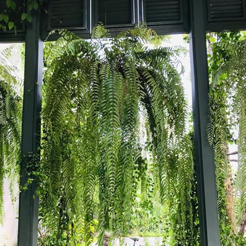 schwertfarn zimmerpflanze samen - winterharte kübelpflanzen, kräuter samen schwertfarn samen, dachbegrünung, kräuter pflanzen, deko wohnzimmer kletterpflanzen winterhart, wilder wein 200pcs