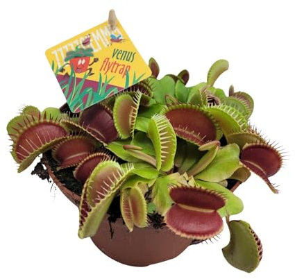 Dionaea Muscipula - 12cm - Ø12cm - Plante d'intérieur - Vert persistant