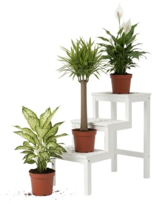 Trío Purificador DECOALIVE: Espatifilo, Tronco Brasil y Dieffenbachia Armonía y Bienestar Natural Plantas de Interior