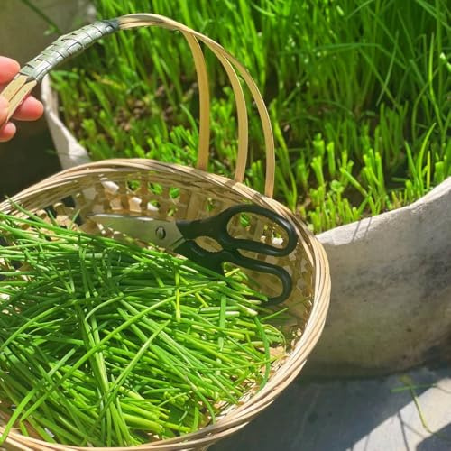 semi di cipollina - resistenti esterno cucina balcone giardino interno 1000pcs