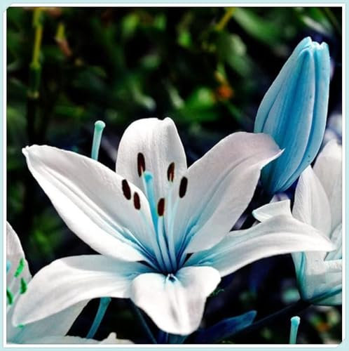 Lily Bulbs for Planting Now UK,Lily Bulbs Potted,Bedding,Plants,Rhizome,Ornamental,Resistant,Gorgeous,Balcony Garden Bulbs-2bulbs-A
