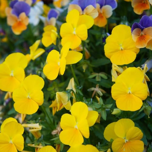 Compra pensamientos - trepadoras, de jardín de rocas silvestres exóticas balcón en primavera, resistentes en 900semillas