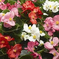 Begonie-Blumensamen Seeds ONLY