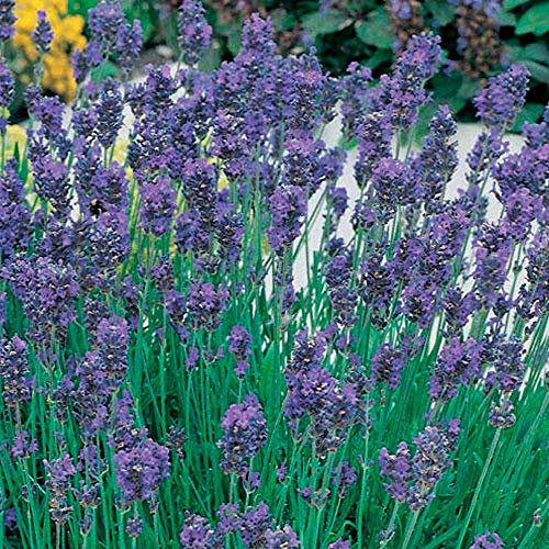 Drought Tolerant English Lavender Munstead Shrubs Garden Plants with Highly Scented Purple Flowers, Attracts Bees and Butterflies, 12 x Plug Plants Lavandula Munstead by Thompson & Morgan (12)