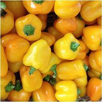 VISA STORE Paquet de 100 graines, miniatures Graines Poivron jaune (Capsicum annuum)