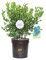 Vannucci Piante - Vaccinium corymbosum (Mirtillo), Pianta vera in vaso, Pianta da esterno