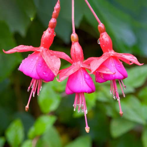 Fuchsia Beacon - Outdoor Plants Garden Ready - Gorgeous Flowering Upright Garden Shrub - Hardy Plant for Pots, Containers, Flower Beds and Borders (9cm Pot, 10-20cm)