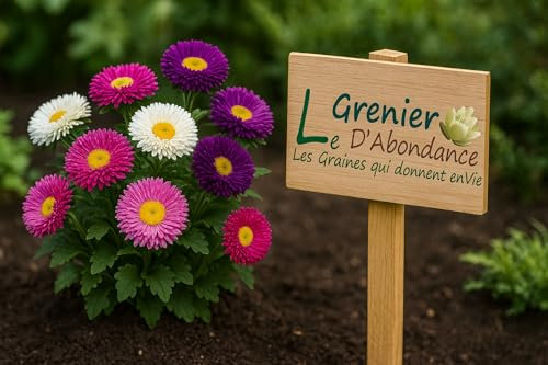 100 graines à semer - Le Grenier d'Abondance - Reine-Marguerite Unicum - Callistephus chinensis Unicum