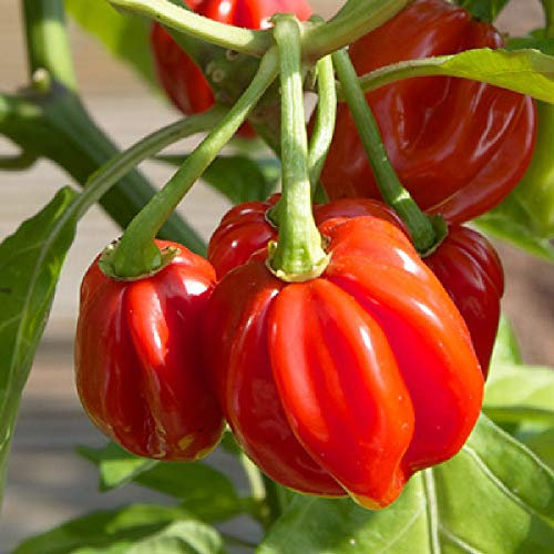 Viridis Hortus - 10 x Scotch Bonnet Red Chili Hot Pepper Vegetable Seeds