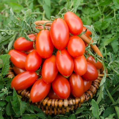 Tomato 'Nagina' F1 Seeds - Blight-Resistant Plum Tomatoes - Solid, Meaty Flesh - Rich, Deep Flavor - High-Yield Outdoor Variety - Versatile F1 Hybrid - 1x Seed Packet by Thompson & Morgan