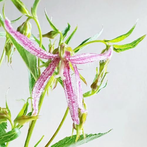 Semillas de campanilla - Campanula Medium,de jardín de semillas de,de exterior Cultivo de semillas,resistentes al aire libre.100pcs