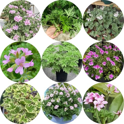 gerani profumati - Pelargonium graveolens - rialzata, resistenti in vaso geranio limone semi biologici di selvatici primaverili semi di decorative rare 160semi