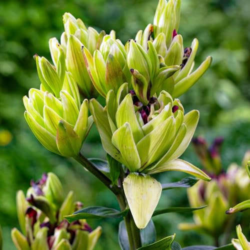 Lilien Zwiebeln Mystery Dream - 10 Zwiebeln - Blumenzwiebeln Frühling - Sommerblumen mehrjährig winterhart - Niederländische Qualität - Für Garten und Töpfe - Kübelpflanzen winterhart