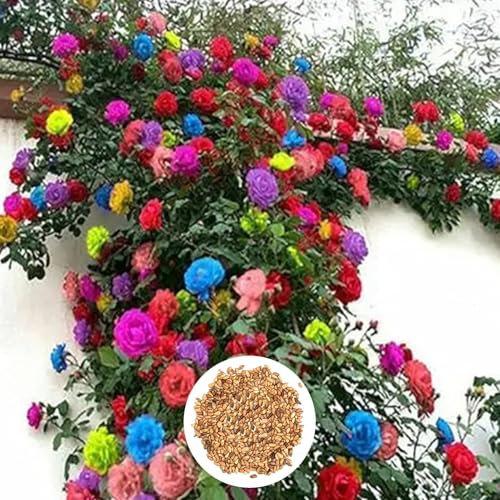 200 Pièces Graines de Rosier Grimpant, Graine de Fleurs de Rosiers Grimpants, Graines Fleurs à Semer, Semences de Roses Grimpantes pour Jardin et Balcon, Longue Floraison, Fleur Décorative (Mix)
