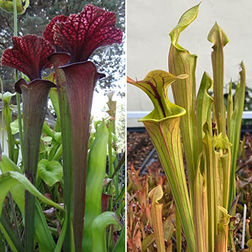 Huge Carnivorous Pitcher Plant Sarracenia - Mature Flowering Sized, Beginner-Friendly, Comes Potted in 3.5 Pot