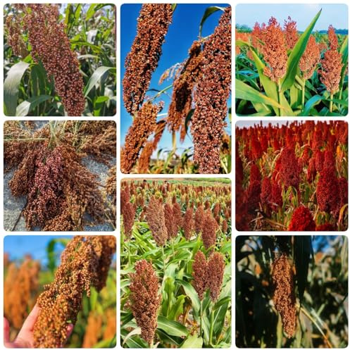 Semillas de sorgo, Sorgo bicolor, jardín balcón orgánicas semillas de viejas de invierno 200pcs