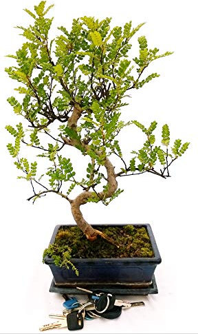 POWERS TO FLOWERS - PIANTA DEL PEPE, ZANTHOXYLUM PIPERITUM BONSAI, pianta vera