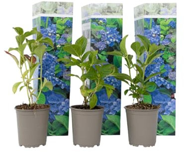 Plant in a Box - Hydrangea macrophylla Blau - 3er Set - Blaue Hortensien - Topf 9cm - Höhe 25-40cm
