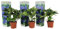Plant in a Box - Ortensia hydrangea macrophylla Blu - Set di 3 - Rosa d'ortensia - Vaso 9cm - Altezza 25-40cm