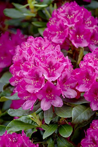 Rhododendron 'Nova Zembla' 60-70 cm – Winterhart, Immergrün, Pflegeleicht – Alpenrose – Zierstrauch für Garten & Kübel