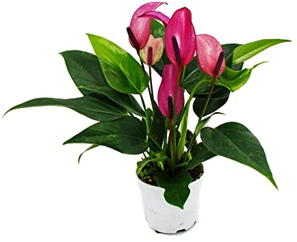 Exotenherz - Petite fleur de flamant rose, Anthurium andreanum, Baby Anthurium, mini plante, pot de 7 cm, petites fleurs violettes fleuries - Zizou