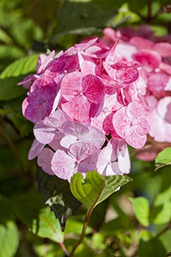 Hydrangea serrata 'Preziosa' 40-60 cm – Winterhart, Mehrjährig, Pflegeleicht – Berghortensie – Blütenstrauch für Garten & Kübel